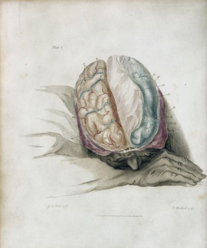 ilustrație a creierului uman dintr-un manual din anul 1802
